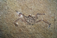 Telamonocarcinus gambalatus